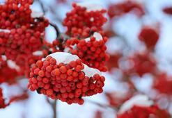 Yıllarca ilaç yapımında kullanıldı! Sayısız faydası var, en fazla 3 tane yiyin