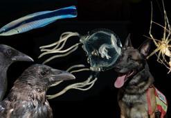 2023'e damga vuran 6 garip gerçek! Beyni yok ama çarpa çarpa öğrendi