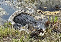 İstilacı pitonu canlı canlı yedi: 'Görüldüğü yerde insanlar tarafından öldürülmeli'