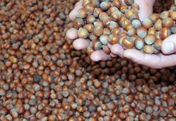 Fındık fiyatı 100 TL istikrarını sürdürüyor