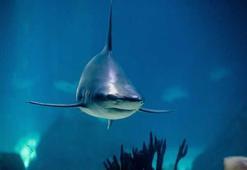 Avustralya’da köpekbalığı vahşeti!
