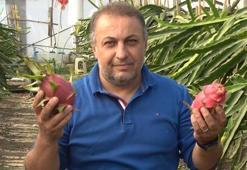Ejder meyvesinin üreticisi oldu