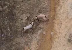 Kayaların usta tırmanıcıları dövüştü, o anlar kameraya yansıdı