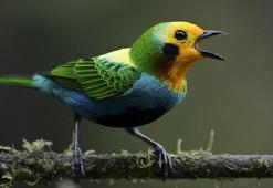 İnsanlar bin 400 kuş türünün yok olmasına yol açtı