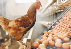 Yumurta kabuğunu ihracatla kırıyor!