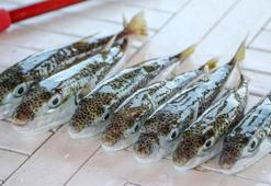 Prof. Dr. Aydın: Çay kaşığının ucundaki küçük bir miktar bile 70 kiloluk birini öldürebilir