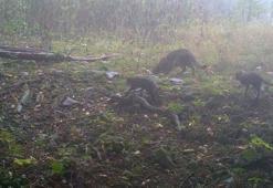 Dikkat, ormanda bebek var! Hepsi fotokapanlara takıldı