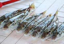 Prof. Dr. Aydın: Çay kaşığının ucundaki küçük bir miktar bile 70 kiloluk birini öldürebilir