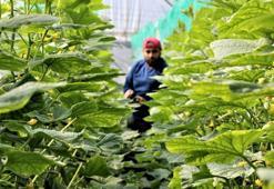 Domates serasında çalışacak eleman bulunamıyor