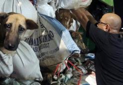 Artık köpek eti yemeyecekler! Ülke tarihe geçen karar, oylamada ret çıkmadı