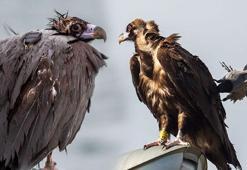 İstanbul'da akbabayı görenler şoke olmuştu! Yeni detay ortaya çıktı