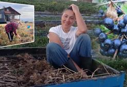 6 bin tane dikti, yıllık kârı 3 milyon lira! 'Sevene kolay, sevmeyene tam bir işkence'