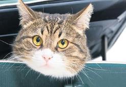 Can dostlar için seyahat kolaylığı