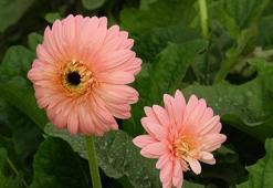 Anı bile olsa saklamayın! Enerjinizi düşüren şey sevdiklerinizin hediyesi olabilir