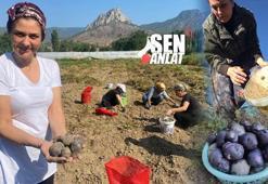 Doktorlara sordu, 3 kilo getirip Türkiye'de ekti! 'Kral yiyeceği' 4 yılda 20'ye katladı