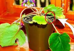 Saksı dibine ekleyin yeter, her yerinden çiçek fışkırtacak! Solmuş çiçekleri adeta coşturuyor