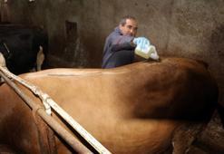 Tokat'ta şap hastalığı! Hayvan pazarları kapatıldı