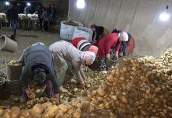 Patates ihtiyacı Kapadokya'daki depolardan karşılanıyor