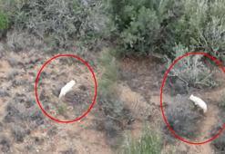 Türkiye'de ilk kez görüldü! Beyaz rengi herkesi şaşırttı