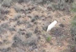 Türkiye'de ilk kez görüldü! Bakan Yumaklı paylaştı! 'Albino çakal'