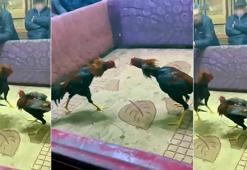 Yer: Adana! Polisler oyuncu gibi girdi, horoz dövüşüne suçüstü yaptı