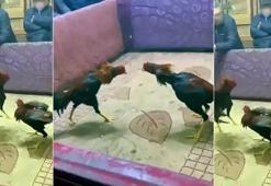 Yer: Adana! Polisler oyuncu gibi girdi, horoz dövüşüne suçüstü yaptı