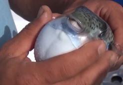 Ölümcül balon balığı rotayı Marmara'ya çevirdi! Nisan ayı uyarısı