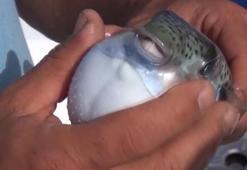 Ölümcül balon balığı rotayı Marmara'ya çevirdi! Nisan ayı uyarısı