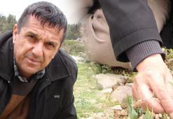 Mersin'de keşfetti, ismi verildi: Fritillaria Nevzatcaglari