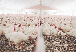 Rekabet Kurulu'ndan beyaz et şirketlerine soruşturma