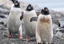 Antarktika’da H5N1 paniği