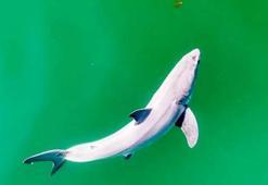 Yeni doğan bir büyük beyaz köpekbalığını, ilk kez bir YouTuber görüntülemiş olabilir