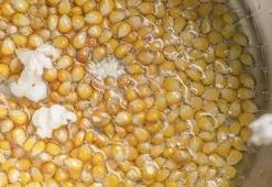 Tek bir mısırı patlatmadan bırakmıyor! Patlamış mısırı bu teknikle yapın