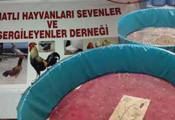 Kanatlı Hayvanlar Derneği'nde şok baskın! Ekipler şaşkına döndü