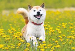 Burnu uzunsa ömrü de uzun