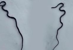 Yılanlar kışın ortasında ortaya çıktı! 7,4 büyüklüğündeki depremin habercisi mi?