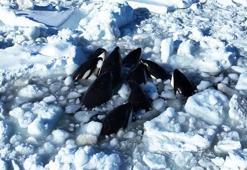 Japonya'da katil balinalar buz kütlesine sıkıştı
