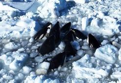 Japonya'da ilginç görüntü! Katil balinalar buzların arasında sıkıştı