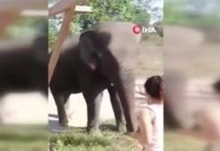 Tayland'da korkunç olay! Dilendirilen fil sahibini ezerek öldürdü