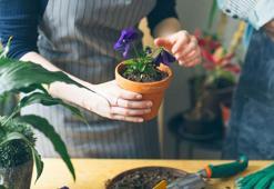 Bu çiçekler sağlığınızla oynuyor! Asla evinize sokmamanınız gereken saksı çiçekleri