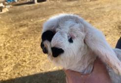 Yeni doğan kuzu şaşkına çevirdi: Bugüne kadar böyle bir şey görmedim