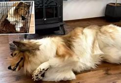 İnsanken köpeğe dönüştü! Artık pati verip, yerde yuvarlanıyor