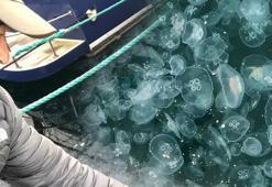 Marmara Denizi'nde korkutan işgali! 'Deprem kadar tehlikeli'