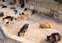 Kedilerden bulaşan ölümcül virüs! ABD'li yetkililer: Patojeni belirleyemedik