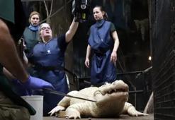 ABD'de hayvanat bahçesindeki bir timsahın midesinden 70 adet madeni para çıkarıldı