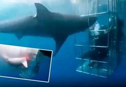 Kafesi delip insanları yemeye çalıştı! Korkunç görüntüler, boynu kırıldı, kanlar içinde kaldı