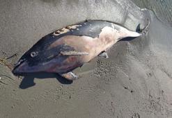 ‘Tırtak’ cinsi ölü yunus vurdu