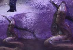 Akvaryumdaki yılanların canlı yem ile beslendiği iddiası asılsız çıktı