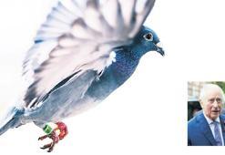 Kral güvercini özgürlüğe uçtu