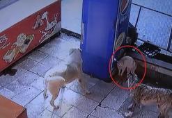 Mama bekleyen kedinin köpeklerle kavgası kamerada